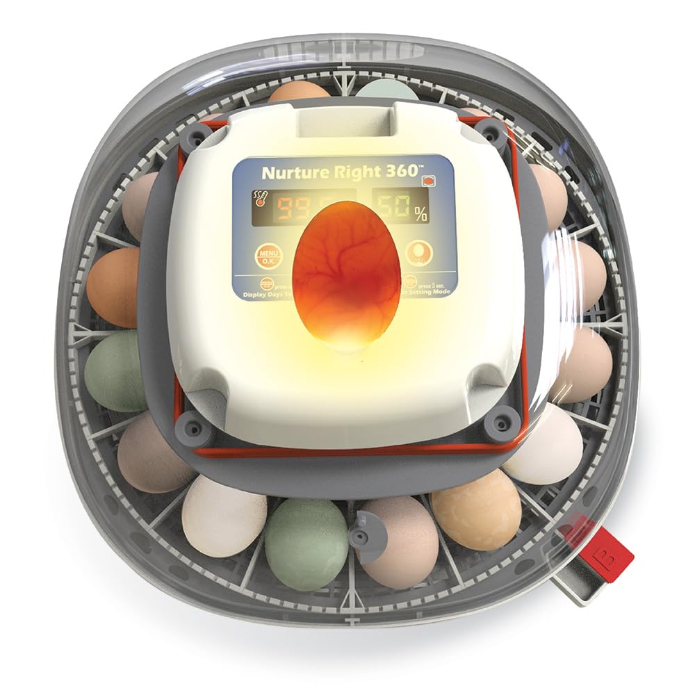 🥚 Auto Egg Incubator with 360° View | Holds 22 Eggs | Automatic Turner & Digital Control